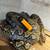 Beautiful snakes need homes!!! 8 thumbnail