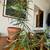 Madagascar Dragon tree 1 thumbnail