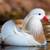 Mandarin Duck Hatching Eggs Fertile Rare White Colored and split 23 thumbnail