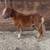 Extra Small Chestnut Mini Stallion rides and drives 6 thumbnail