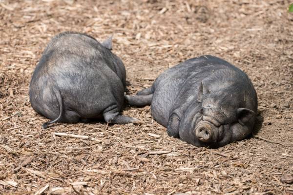 Potbelly Pigs - $50 (Conyers)63441255203201120
