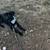 Akc giant schnauzer female free 2 thumbnail