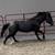 Blue Roan Mare 13 thumbnail