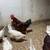 Pure Bred Rhode Island Red Roosters! 4 thumbnail