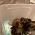 Beautiful Shorkies 2 thumbnail