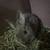bunny 4 thumbnail
