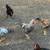 Roosters. Azure Egger, Laced Wyandotte, Black Copper Marans, Bielefelder 7 thumbnail
