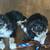 2 Miniature  Australian shepherd pups 6 thumbnail
