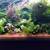 Plecos plecos, huge tiger lotus Aquarium Plants 12 thumbnail