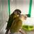 Beautiful Parrot Pair - Hybrid Sun Conure & Green Cheek + Pineapple Green Cheek 1 thumbnail
