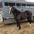 Coming 8 yr old draft cross mare 2 thumbnail