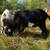 Billy Goat 2 thumbnail