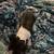 Boston terrier female 3 thumbnail