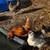 🥚 Fertile Blue Easter Egger Hatching Eggs – Dozen 5 thumbnail