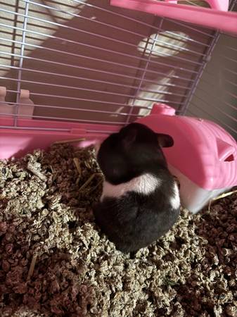 Hamster and supplies63843456192387122