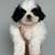 Shih Tzu Pups 2 thumbnail