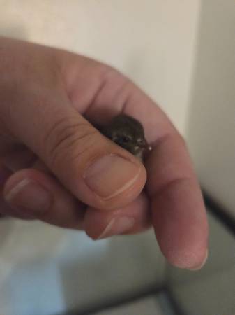 Button quail (Kennewick)63896661764994124