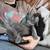1yr old cat 5 thumbnail