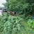Chipper/shredder with operator available to hire. Up to 3-5" branches 2 thumbnail