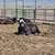 ~CATTLE FOR SALE~ 2 thumbnail