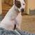Mix breed Young Neutered Male 1 thumbnail
