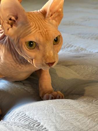 SPHINX KITTEN 1