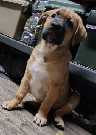 Chunky female pup (West Richland)