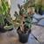 Boxing glove, cactus or Cylindropuntia Fulgida 3 thumbnail