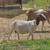 Boer herd liquidation 5 thumbnail