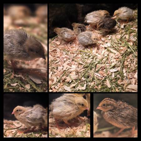 King quails aka button (Bronx)64667609566083121