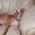 Pit pup 3 thumbnail