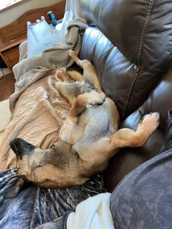 Pet Sitting, Boarding, Doggy Daycare in Ruch Area (Ruch, OR)62902676376835124
