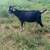 Spanish Male Black Goat for Sale Breeding Land Clearing Goats Billy 4 thumbnail