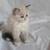 Clover Female Ragdoll 5 thumbnail