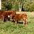 Red Devon Heifer Bottle Calf 2 thumbnail
