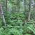 Approx 34.57 Acres of Mostly Wooded Land 4 thumbnail