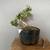 Bonsai trees 6 thumbnail
