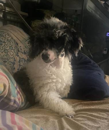 Female and male mini poodles63812867419137124