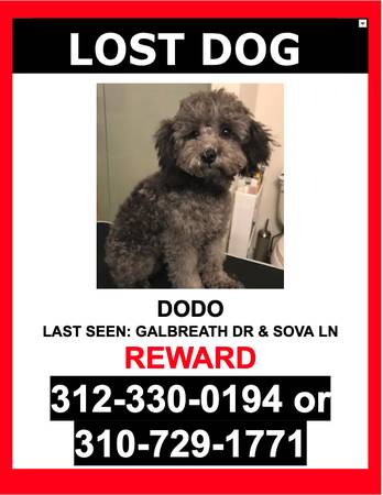 LOST DOG - GREY / TOY POODLE / MALE - $$ Reward $$ 1