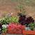 Summer Time Succulents 4 thumbnail