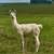 Baby Llamas! 2 thumbnail