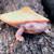 Albino and het albino Pink belly sideneck turtles 9 thumbnail