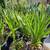 Mature Succulents For Landscaping 17 thumbnail