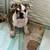 English bulldog puppy 1 thumbnail