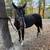 Quarter horse mare 2 thumbnail
