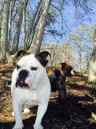 my white bulldog went missing  this sunday 1