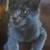 Available for adoption! Goldie & Papis' Animal Rescue 24 thumbnail
