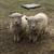 Babydoll, southdown sheep ewes & wether 7 thumbnail