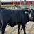 2 black steers 3 thumbnail