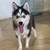 Pomsky 1 thumbnail